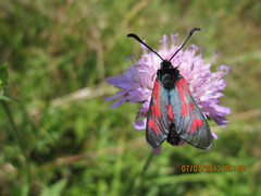 Zygaena minos