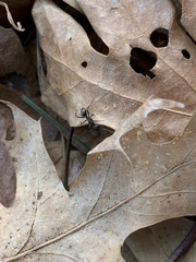 Camponotus pennsylvanicus