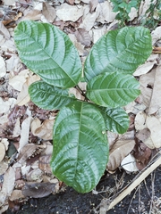 Sterculia monosperma