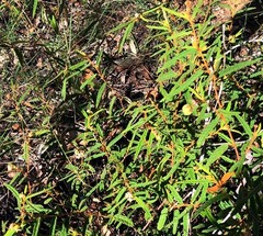 Seringia corollata
