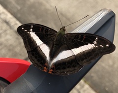 Parasarpa dudu bockii