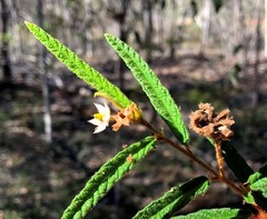 Seringia corollata