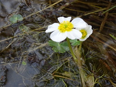 Ranunculus peltatus