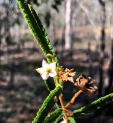 Seringia corollata