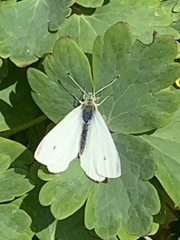 Pieris rapae