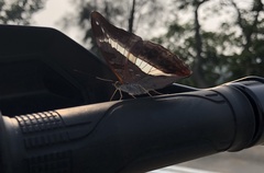 Parasarpa dudu bockii