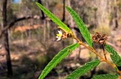 Seringia corollata