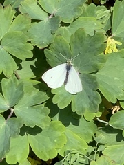 Pieris rapae