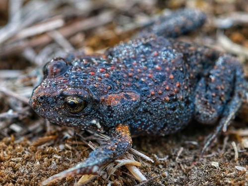 Eastern Gungan, Uperoleia laevigata