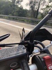 Parasarpa dudu bockii