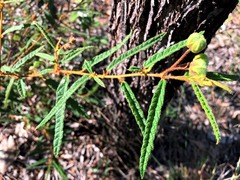 Seringia corollata