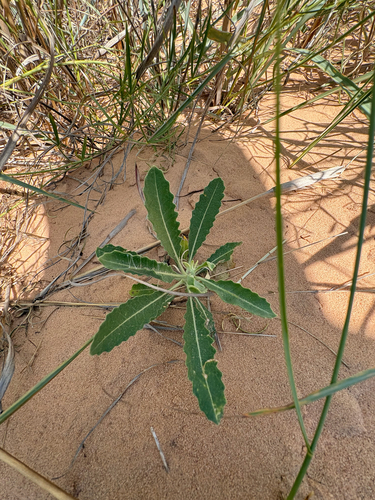 Bractless Blazingstar