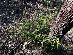 Seringia corollata