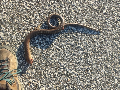 Thracian Glass Lizard