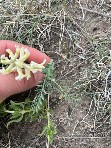 Sophora nuttalliana, 2026-06-01