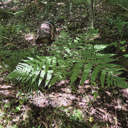 common bracken