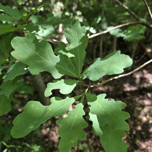 English oak