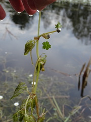 Ranunculus peltatus