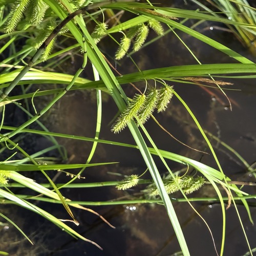 Cyperus Sedge
