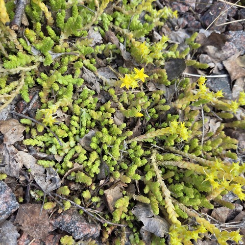 Biting Stonecrop