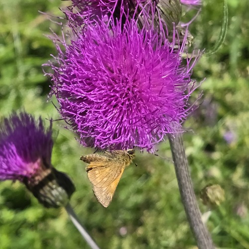 Large Skipper