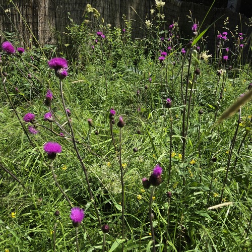 Melancholy Thistle