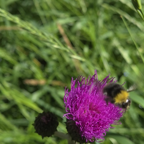 Early Bumble Bee