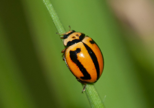 Striped Ladybird