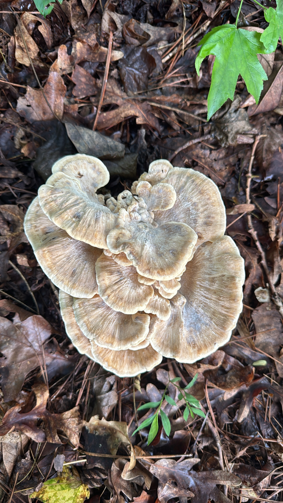 Black-staining Polypore · July 2026 · photo: Photo: no rights reserved · iNaturalist