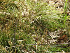 Carex pediformis macroura