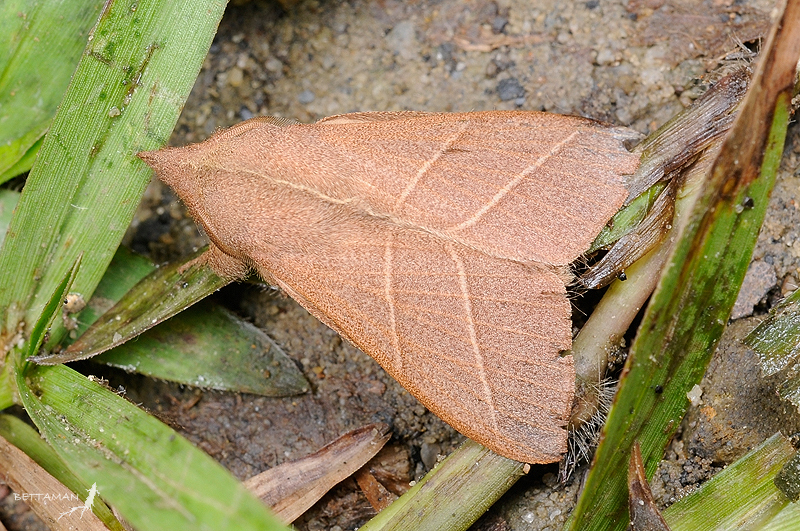 Syrastrena sumatrana