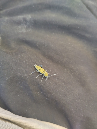 Chlorophorus glabromaculatus