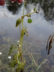 Ranunculus peltatus