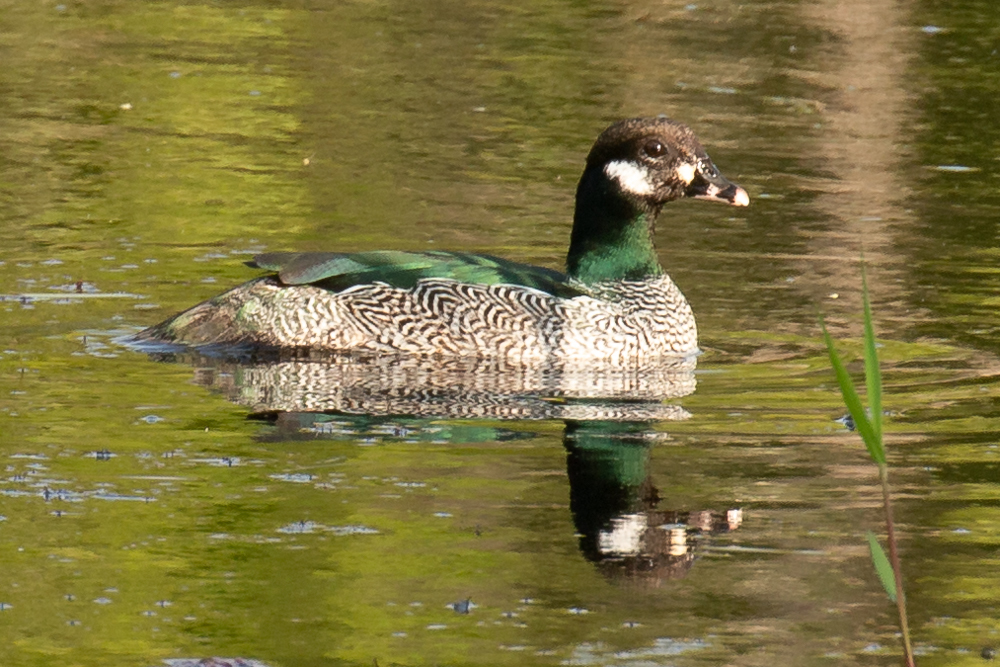 Green Pygmy-Goose photo