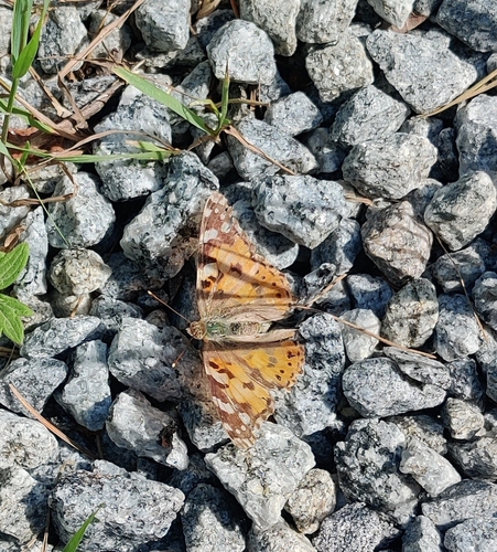 Painted Lady