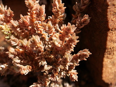 Glomeratae