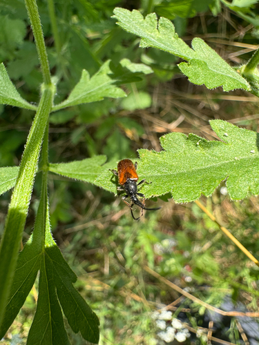 Fairy-ring Longhorn Beetle