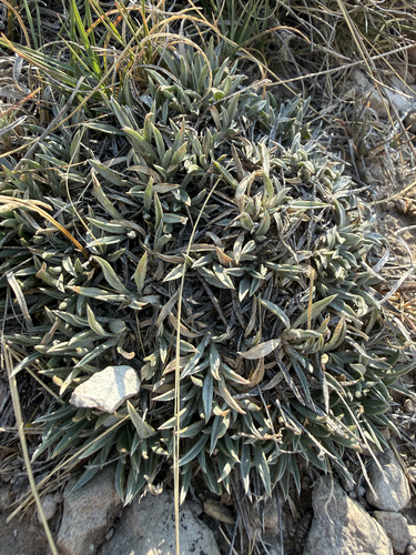 Astragalus spatulatus, photograph 3