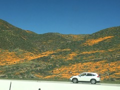 Eschscholzia californica