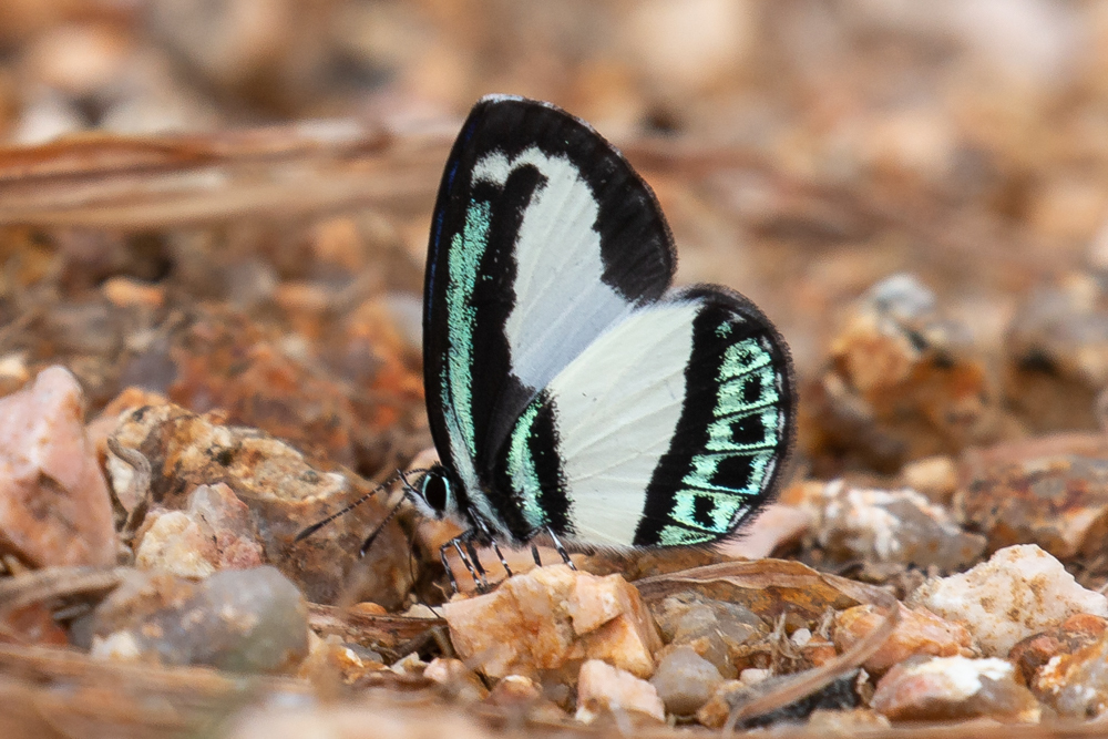 Small Green Banded Blue