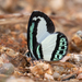 Mariposa Verde con Bandas Azules - Photo (c) Mark Ayers, algunos derechos reservados (CC BY-NC), uploaded by Mark Ayers