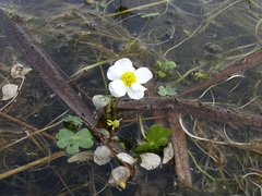 Ranunculus peltatus