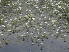 Ranunculus peltatus