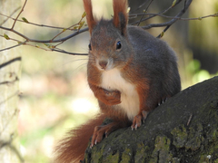 Sciurus vulgaris