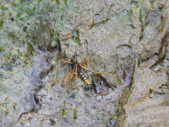 Ctenophora flaveolata