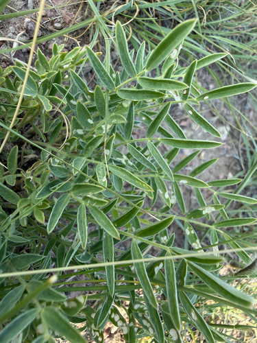 Astragalus lotiflorus, photograph 4