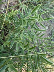 Astragalus lotiflorus, photograph (c) Brandon Corder, some rights reserved (CC BY)