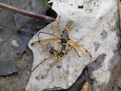 Ctenophora flaveolata