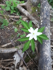 Anemonoides trifolia