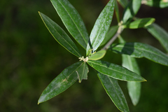 Olea europaea europaea